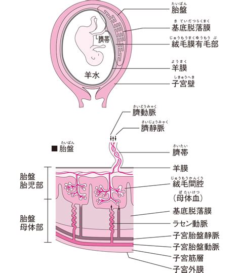 胎盤形成時期|胎盤の成長と機能 